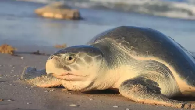 Es poco común encontrar  la tortuga Lora en el estado de Yucatán
