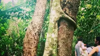 Descubre estos hermosos árboles en Quintana Roo