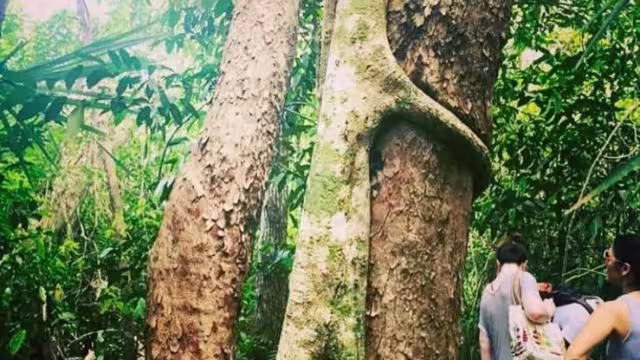 Descubre estos hermosos árboles en Quintana Roo