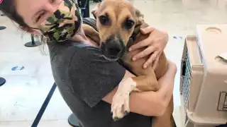 Cuatro perritos serán enviados a Canadá para ser adoptados por diferentes familias