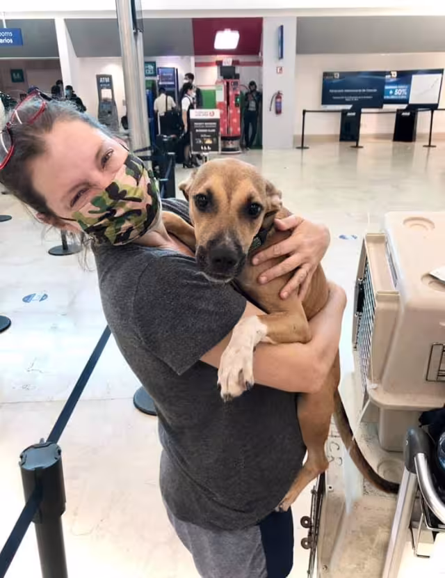 Cuatro perritos serán enviados a Canadá para ser adoptados por diferentes familias