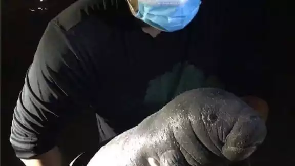 El manatí bebé se encuentra en excelente estado de salud El manatí bebé se encuentra en excelente estado de salud
