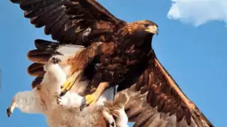 ¡Vuela, vuela! Águila se roba a un perrito del patio de una casa en Canadá: VIDEO