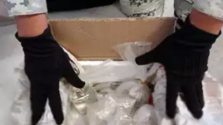 Guardia Nacional rescata corales vivos en el Aeropuerto Intercontinental de Querétaro