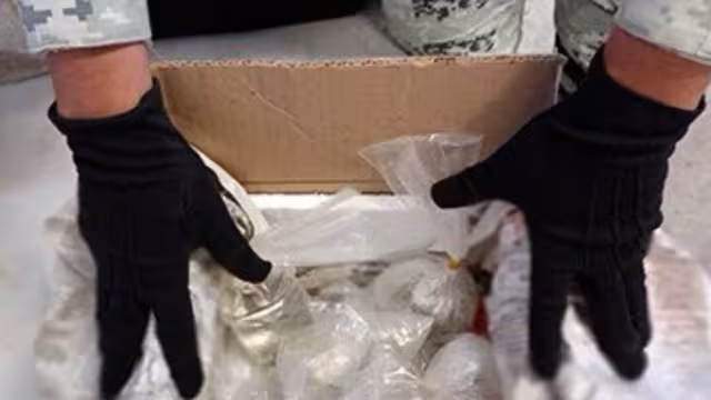 Los corales fueron puestos a disposición de la Procuraduría Federal de Protección al Ambiente (Profepa)