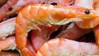 México ya no podrá exportar camarón a los Estados Unidos