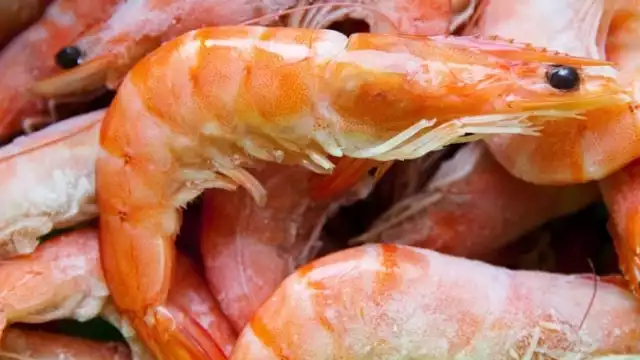 México ya no podrá exportar camarón a los Estados Unidos