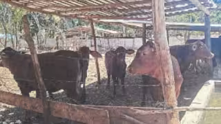 Instalan comité en Bécal por presunto caso de gusano barrenador