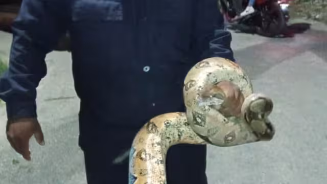 Fue colocada en una bolsa de plástico para trasladarlo al parque zoológico La Reina