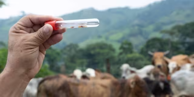 Ganado bovino, el más afectado por plaga del gusano barrenador en Campeche