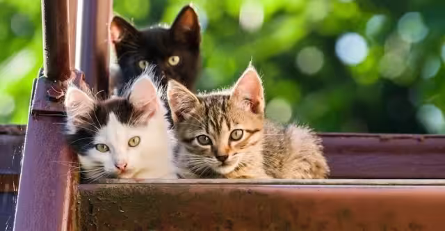 El hombre golpeó primero a uno de los gatos, pero al otro logró asesinarlo con un objeto contundente