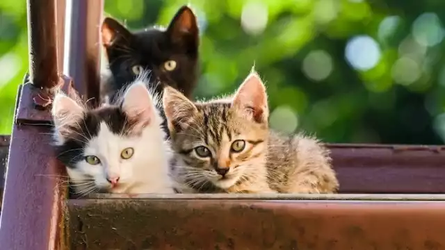 El hombre golpeó primero a uno de los gatos, pero al otro logró asesinarlo con un objeto contundente