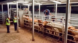 Ganaderos de Candelaria enfrentan pérdidas millonarias por el gusano barrenador