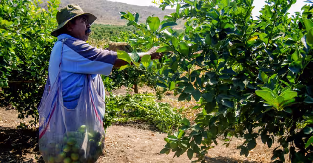 Falta de lluvias seca cítricos en Yucatán y afecta ingresos de productores