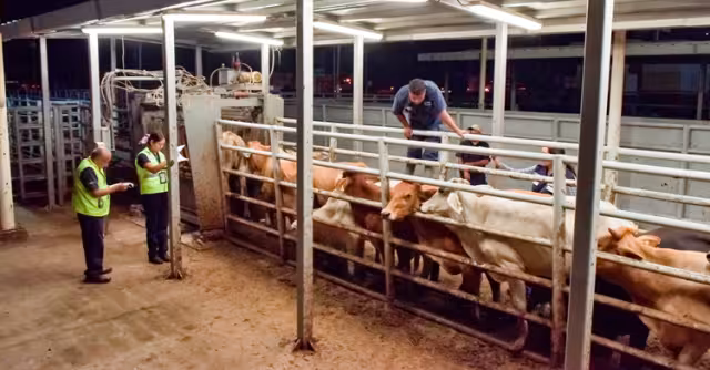 Ganadería local en riesgo: autoridades buscan frenar impacto de la plaga