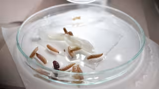 Campeche suma 19 nuevos casos de gusano barrenador