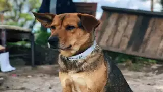 Vecinos de Telchac Pueblo temen de ser intoxicados tras registrar casos de envenenamiento de perros