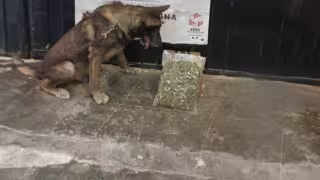 Agentes K9 detectan dosis de droga y cartuchos útiles