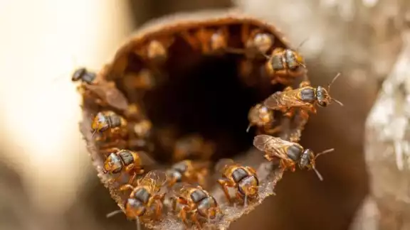 Las meliponas son esenciales para el ecosistema tropical; su miel tiene alta propiedad medicinal Las meliponas son esenciales para el ecosistema tropical; su miel tiene alta propiedad medicinal