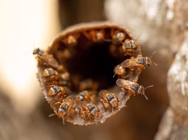 Las meliponas son esenciales para el ecosistema tropical; su miel tiene alta propiedad medicinal