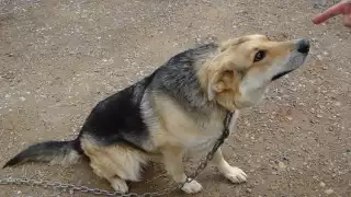 La leyenda de El perro y Kakasbal es un relato de la cultura maya que nos enseña el valor de la fidelidad de los animalitos
