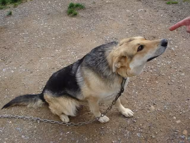 La leyenda de El perro y Kakasbal es un relato de la cultura maya que nos enseña el valor de la fidelidad de los animalitos