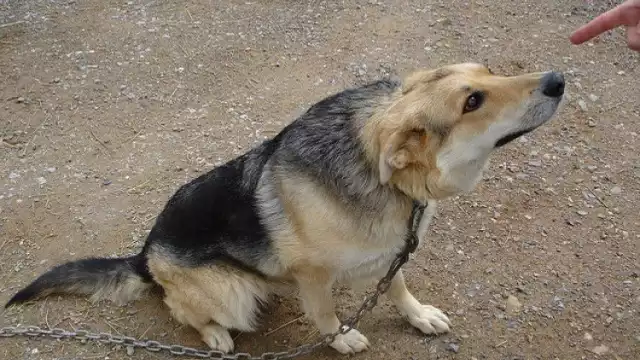 La leyenda de El perro y Kakasbal es un relato de la cultura maya que nos enseña el valor de la fidelidad de los animalitos