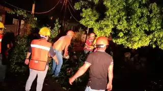 Varios árboles terminaron en el suelo