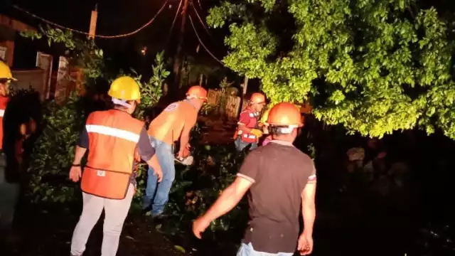 Varios árboles terminaron en el suelo