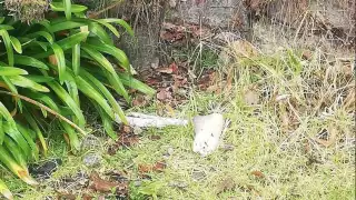 Foto: La Jornada Hidalgo