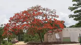 Lugareños se quejan por olores fétidos además de la basura de árbolesacumuladas en las calles
