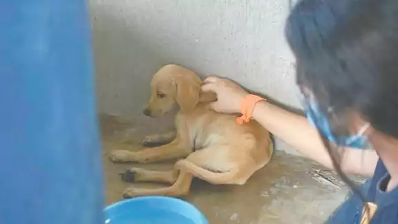 Activistas critican que no se aplique la Ley de Maltrato Animal en la entidad Activistas critican que no se aplique la Ley de Maltrato Animal en la entidad