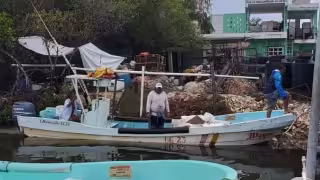 Más de 100 buzos sufrieron descompresión durante la temporada de langosta en Isla Mujeres