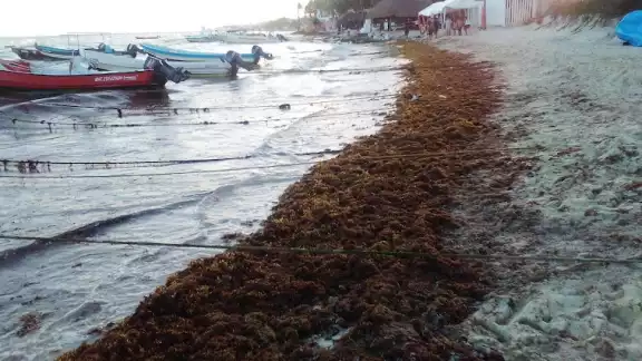 Se han recolectado mil toneladas de sargazo hasta junio en playas y otras 668 en el mar