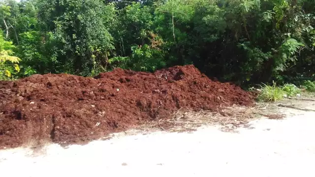 1,500 toneladas de sargazo fueron retirados de las playas entre abril y junio