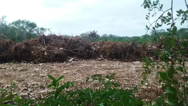 Según la Gerente de Información Forestal de la Conafor, la tala de selvas generará escacez de agua en zonas de la Peínsula de yucatán