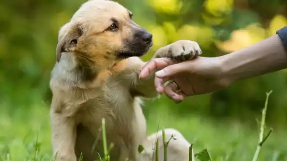 Cada año se utiliza el hashtag #DíadelPerroSinRaza para darle protagonismo a estos pequeños acompañantes Cada año se utiliza el hashtag #DíadelPerroSinRaza para darle protagonismo a estos pequeños acompañantes
