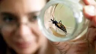 Mal de Chagas registra 20 casos en la Península de Yucatán en lo que va del año