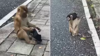 Al encontrar el cubrebocas, el monito se lo llevó a la cara lo que demuestra que tiene noción de cómo debe usarse