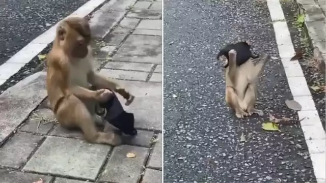 Al encontrar el cubrebocas, el monito se lo llevó a la cara lo que demuestra que tiene noción de cómo debe usarse