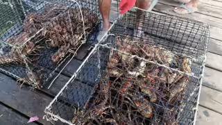 Pescadores de Isla Mujeres registran perdidas de hasta 2 mil pesos diarios por el mal tiempo