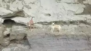 Perros atrapados en el fondo del socavón