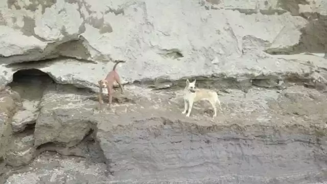 Perros atrapados en el fondo del socavón