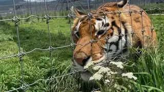 Suman 100 felinos rescatados del refugio Back Jaguar-White Tiger
