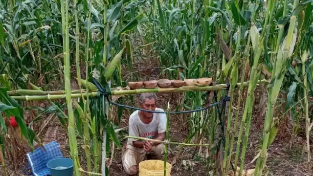 El cambio climático ha sido uno de los factores que ha perjudicado el cultivo de la milpa