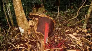 Mafia China en Campeche roba más de un millón de metros cúbicos de madera