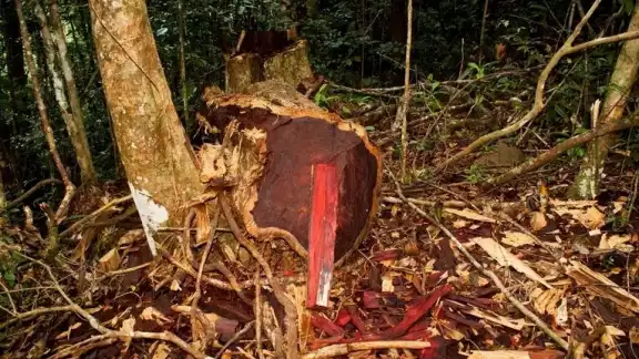 La selva maya está provista de tipos de plantas que sólo hay en la región