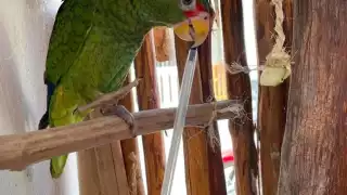 Estar suelta en la isla y lejos de su hogar podría representar un peligro para el loro