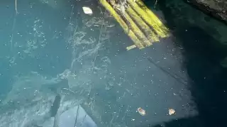 Tras vivir 17 años en el sitio, el animal era parte icónica del Cenote Azul