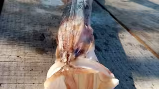 El pez trompeta es una de las extrañas criaturas marinas halladas en Yucatán